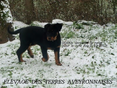 Des Terres Aveyronnaises - HORKA  