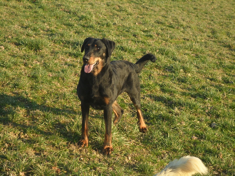 Fanga Des Terres Aveyronnaises