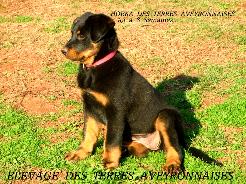Les Beaucerons