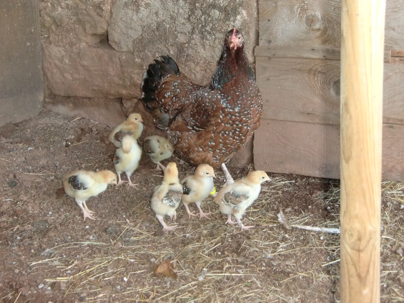 Les Poules Sussex Tricolore & Herminée