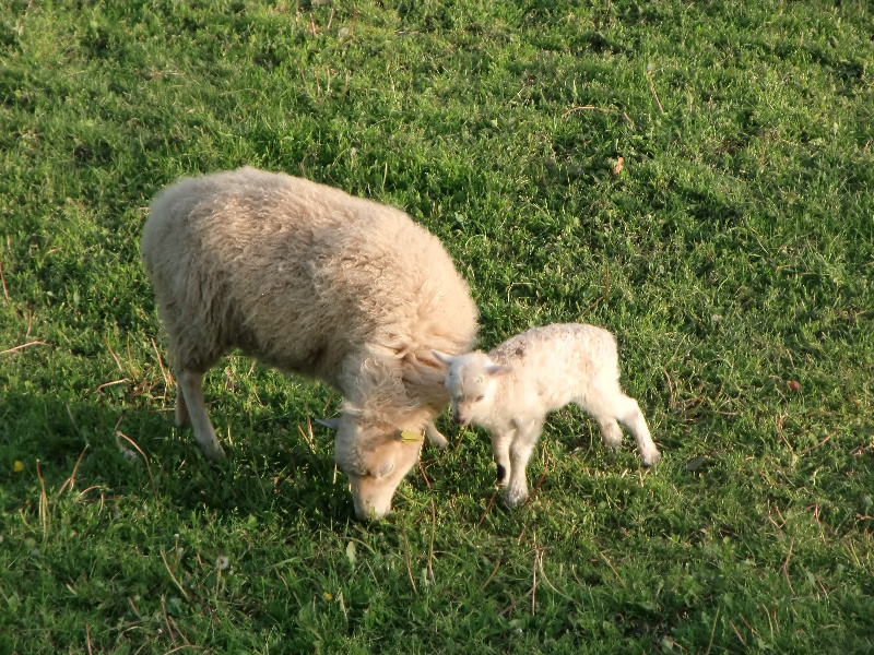 Les Moutons D' ouessant
