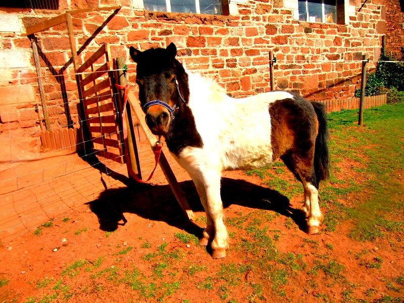Les Chevaux Miniatures Americains AMHA / AMHR